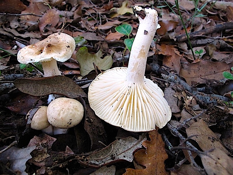 Passeggiata di oggi